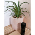 Codigouttes 5 ml